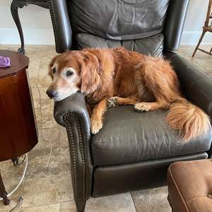 Meet your Posher, Claude